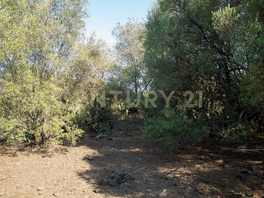 Immagine 19 di Terreno edificabile in vendita  in CONTRA FURERIA snc a Belpasso