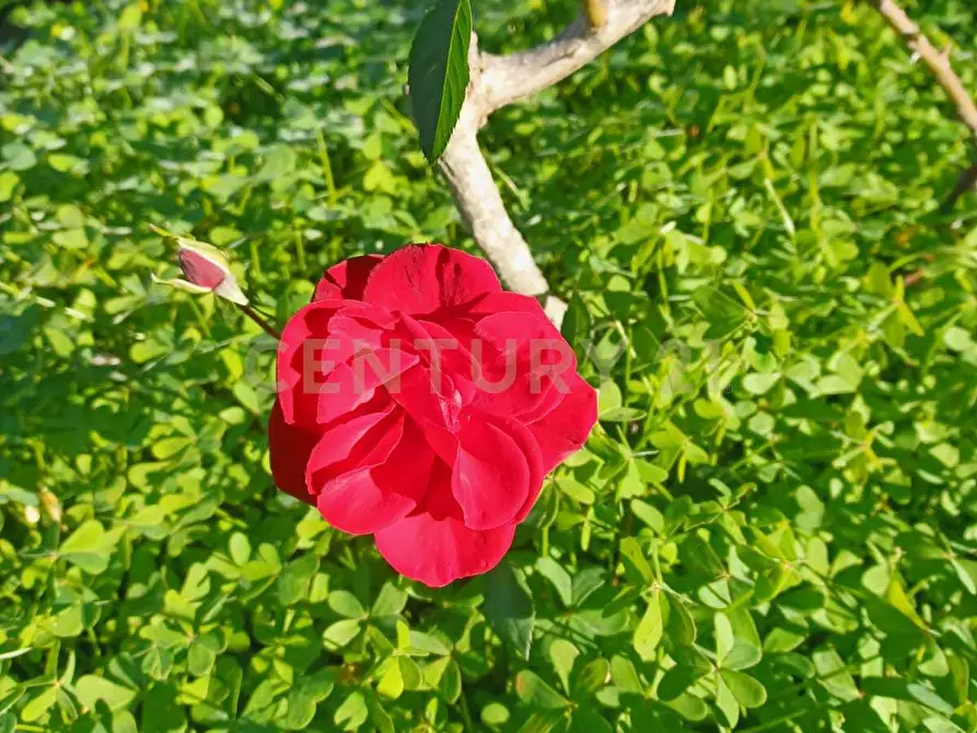 Immagine 13 di Terreno agricolo in vendita  in Contrada Agnelleria a Belpasso