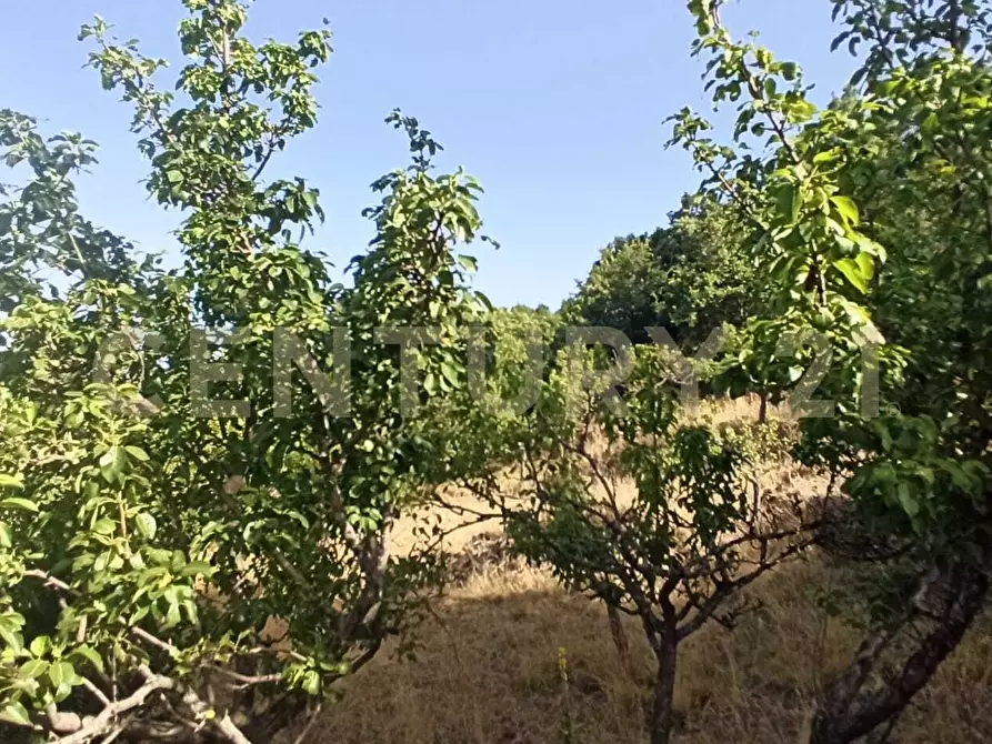 Immagine 37 di Terreno agricolo in vendita  in C.da Filiciusa a Biancavilla
