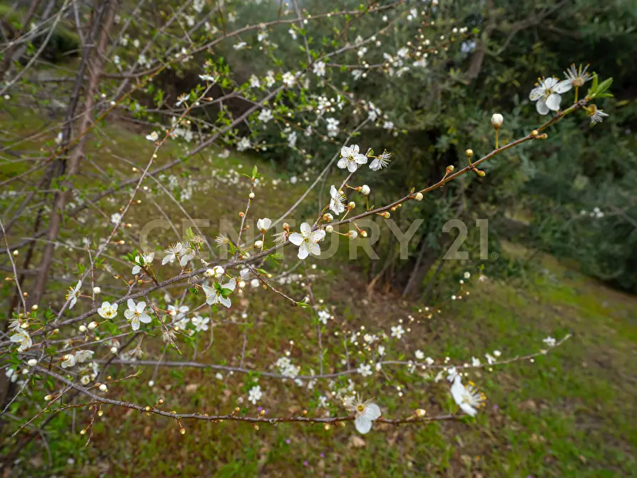 Immagine 32 di Casa indipendente in vendita  in Via Armando Diaz 83 a Zafferana Etnea