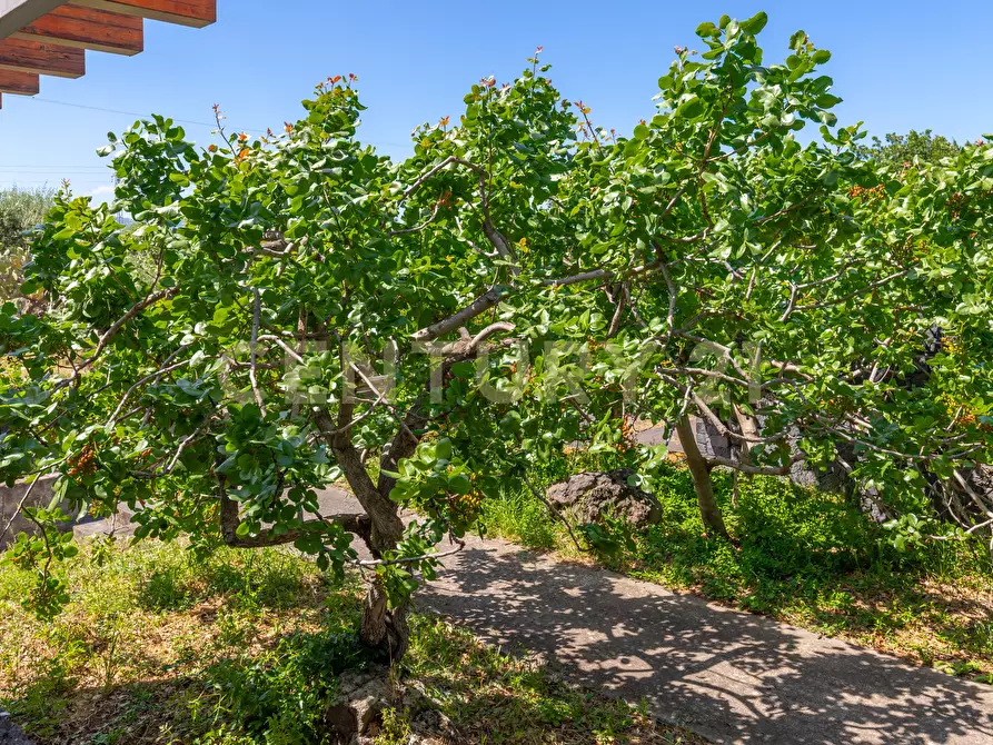 Immagine 14 di Villa in vendita  in SS284 a Adrano