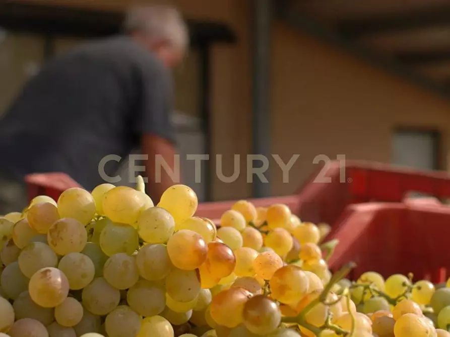 Immagine 31 di Rustico / casale in vendita  a Grosseto