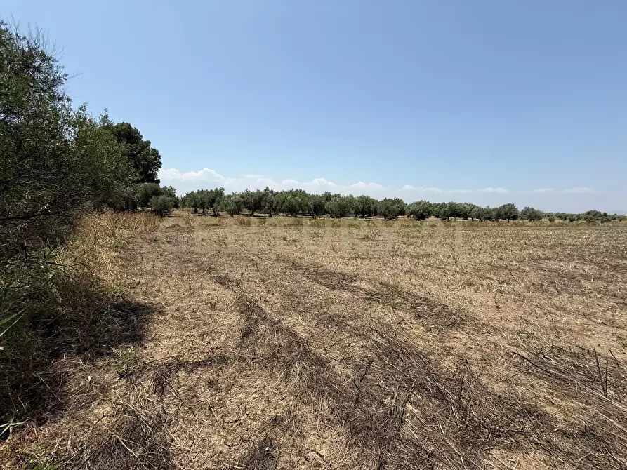 Immagine 16 di Terreno agricolo in vendita  in Strada Provinciale 104 snc a Lentini