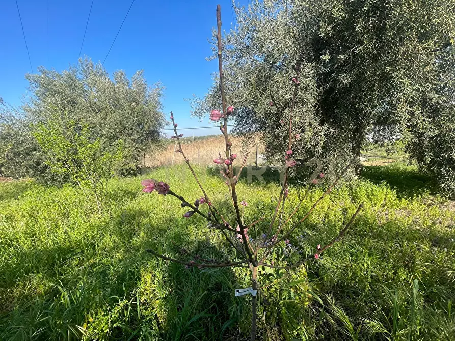 Immagine 33 di Terreno agricolo in vendita  in contrada agnelleria a Belpasso