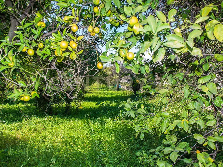 Immagine 13 di Terreno agricolo in vendita  in Via San Piero Patti 108 a Acireale