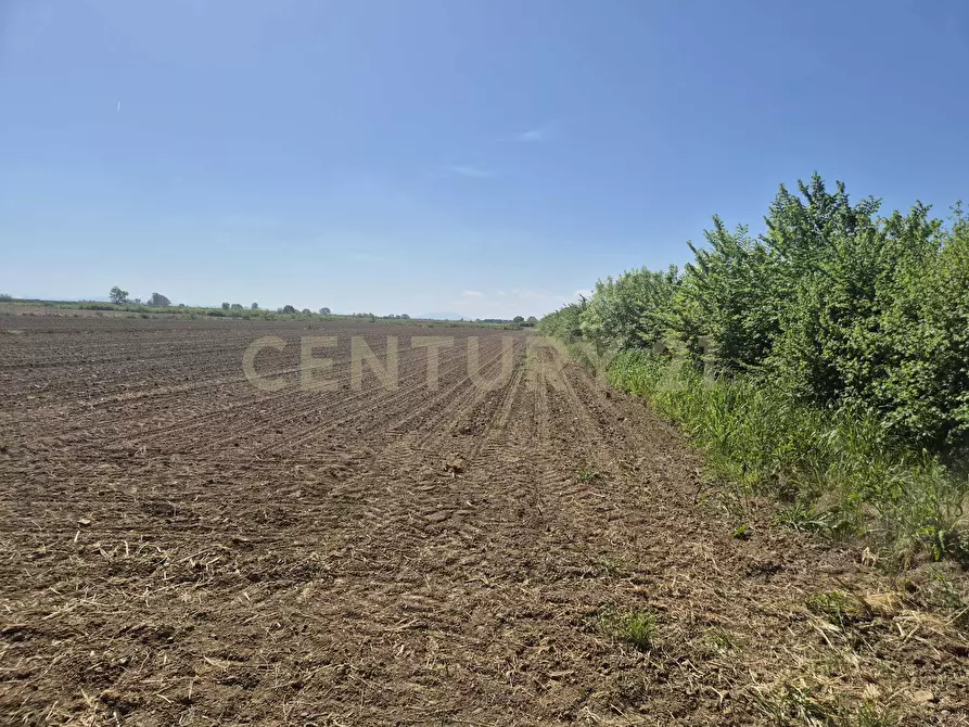 Immagine 2 di Terreno agricolo in vendita  in loc. Badia Vecchia a Castiglione Della Pescaia