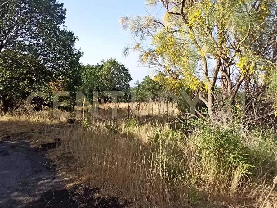Immagine 46 di Terreno agricolo in vendita  in C.da Filiciusa a Biancavilla