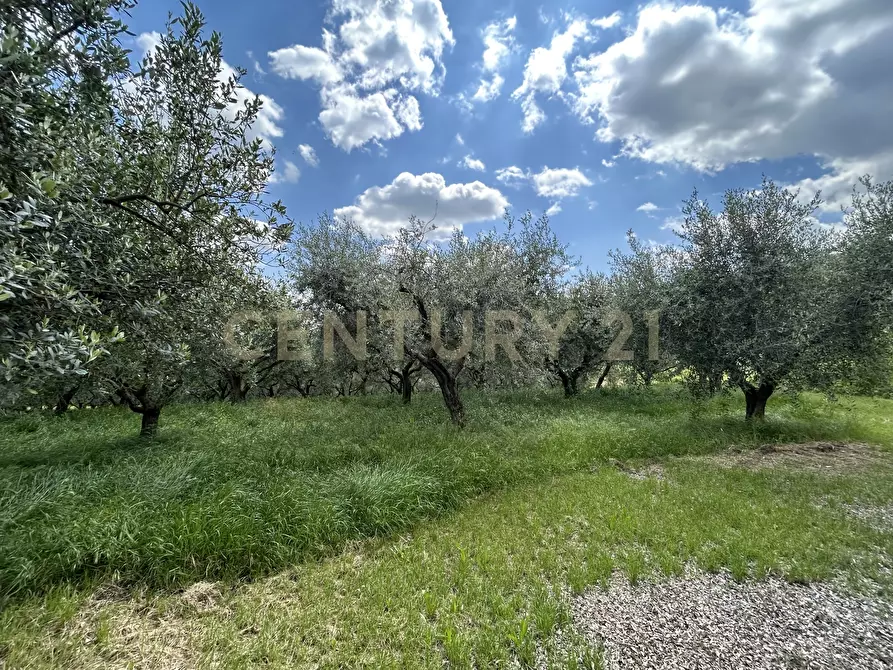 Immagine 3 di Rustico / casale in vendita  in Via Postuman a Mezzane Di Sotto