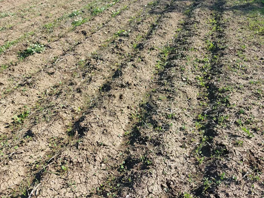 Immagine 8 di Terreno agricolo in vendita  in Strada Provinciale 104 snc a Lentini