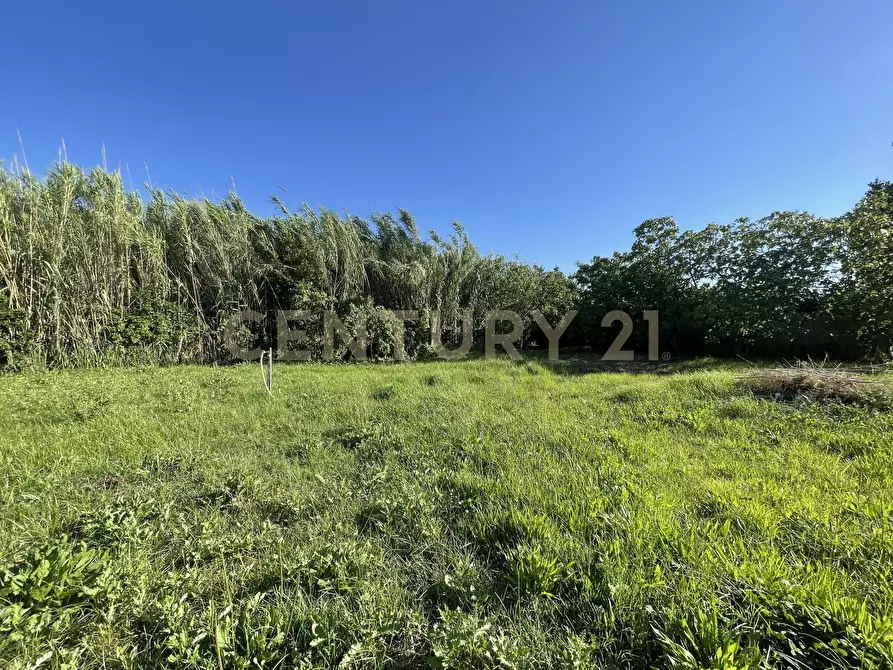 Immagine 9 di Terreno agricolo in vendita  in Via di Cameretta a Orbetello