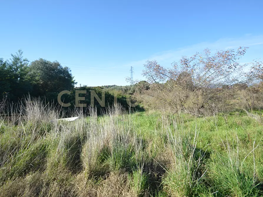 Immagine 6 di Terreno agricolo in vendita  in Strada Provinciale Montiano a Grosseto