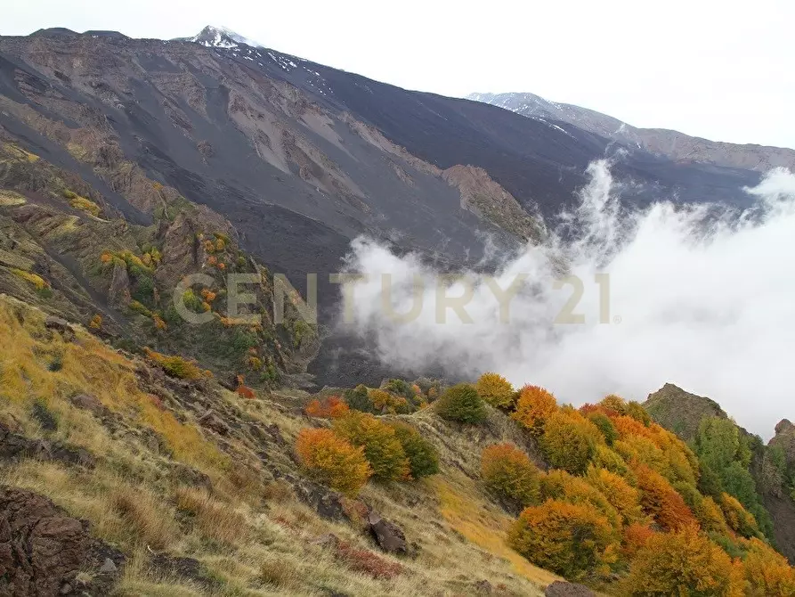 Immagine 3 di Terreno agricolo in vendita  in contrada porcheria SNC a Maletto
