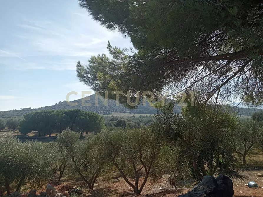 Immagine 5 di Terreno agricolo in vendita  in via provinca a Orbetello