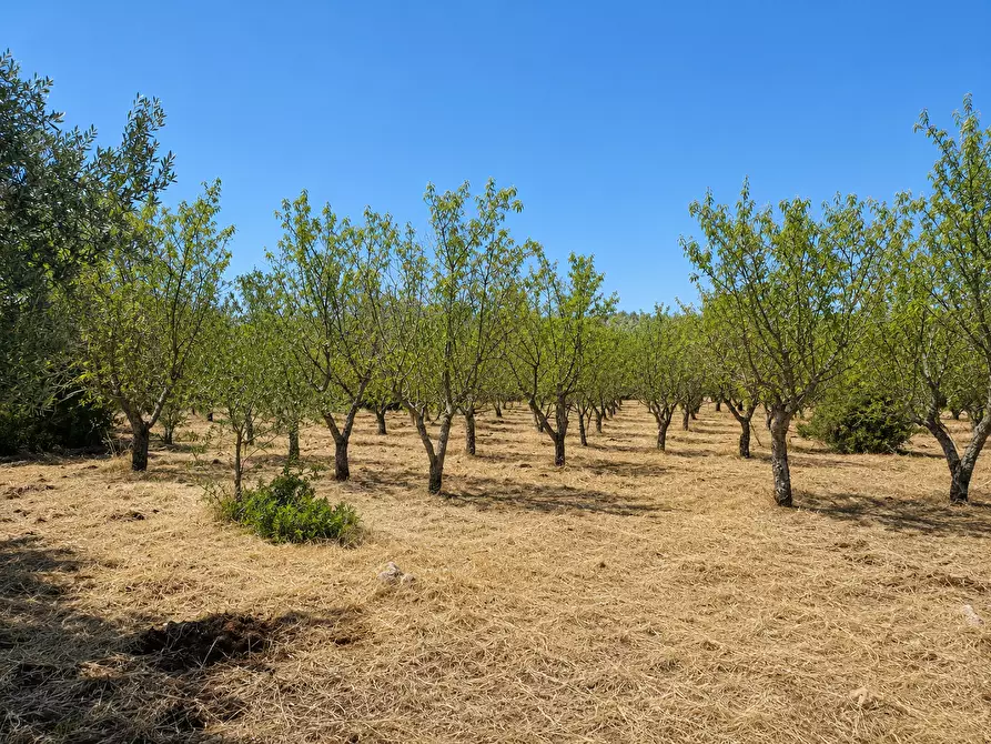 Immagine 11 di Terreno agricolo in vendita  in Contrada San Benedetto a Ostuni