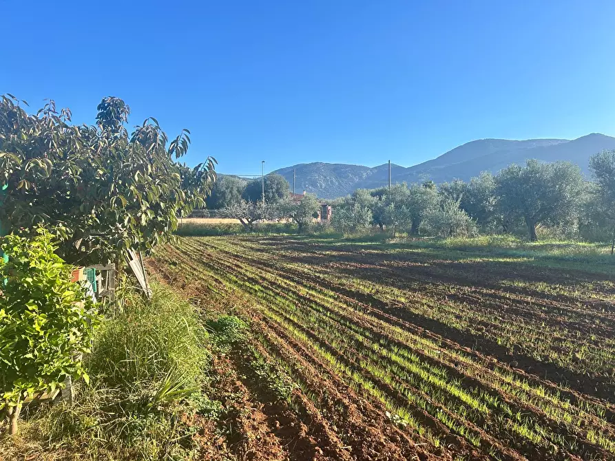 Immagine 7 di Terreno agricolo in vendita  a Terracina