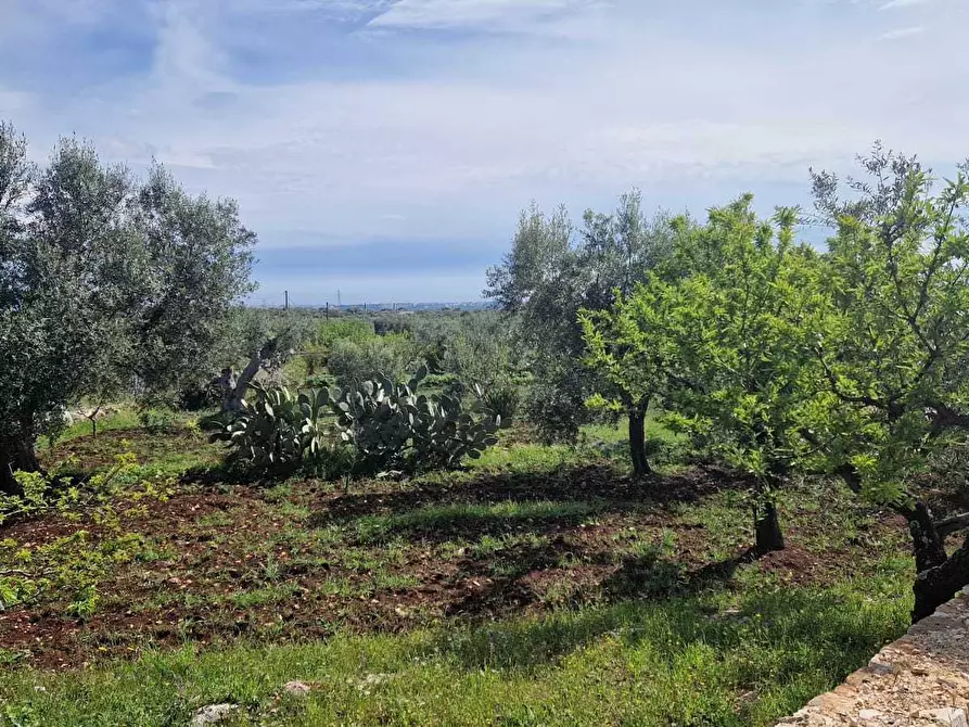Immagine 3 di Rustico / casale in vendita  in C.da Peroscia a Monopoli