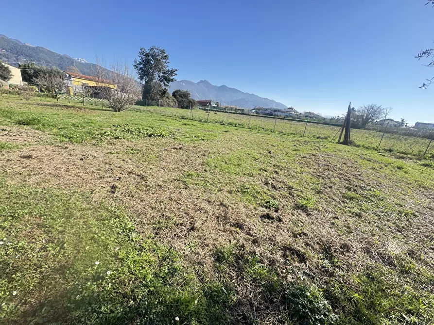 Immagine 3 di Terreno agricolo in vendita  a Pietrasanta
