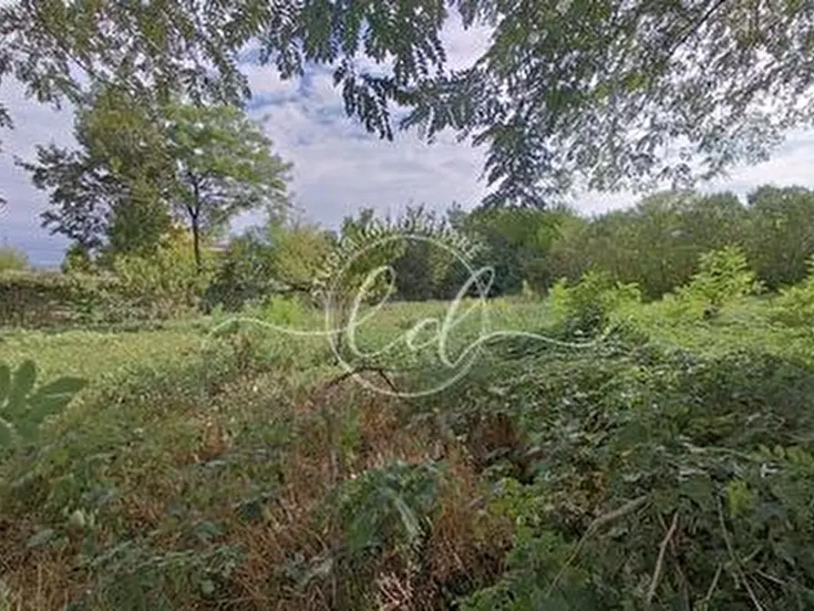 Immagine 2 di Terreno agricolo in vendita  a Seravezza