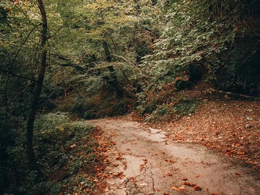 Immagine 34 di Rustico / casale in affitto  a Camaiore
