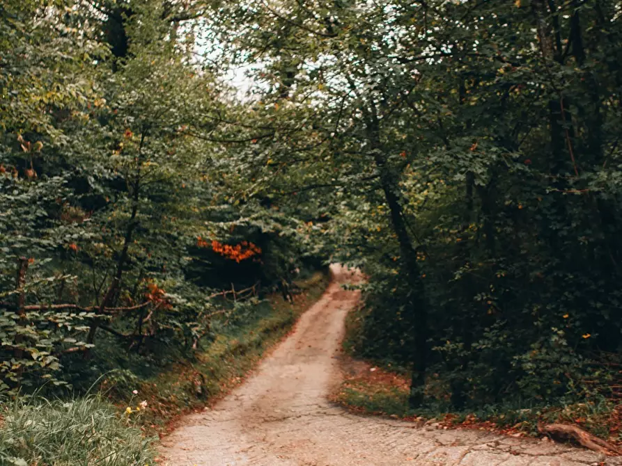 Immagine 35 di Rustico / casale in affitto  a Camaiore