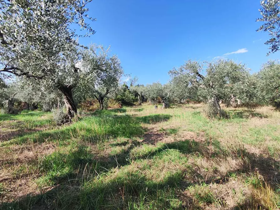 Immagine 5 di Terreno agricolo in vendita  in via col di mezzo a Guidonia Montecelio