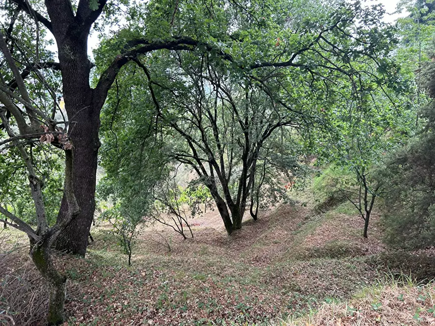 Immagine 9 di Terreno agricolo in vendita  a Arcola