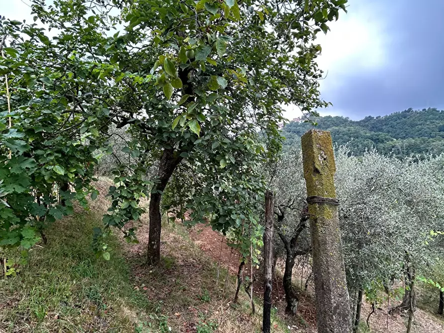 Immagine 23 di Terreno edificabile in vendita  a Arcola