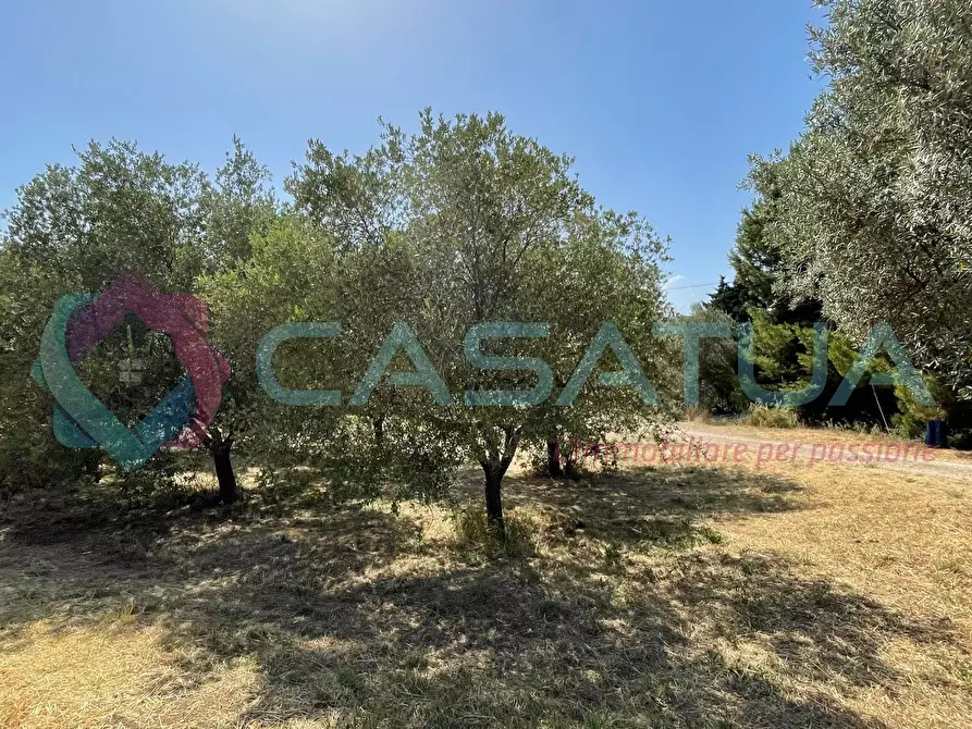 Immagine 11 di Terreno agricolo in vendita  in Contrada Piomba 22 a Silvi