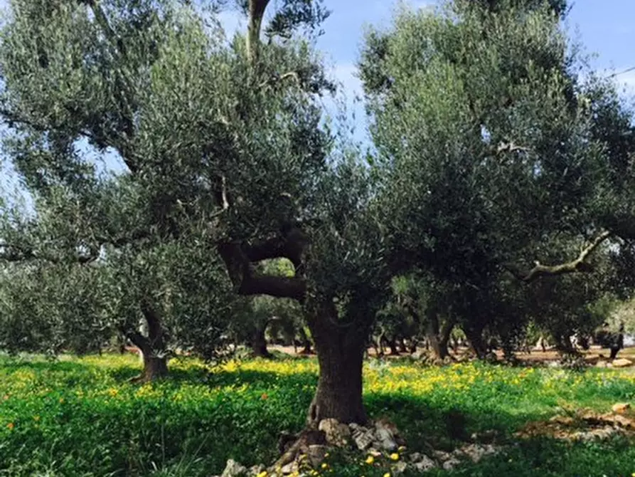 Immagine 15 di Terreno edificabile in vendita  in Contrada Giovannarolla a Ostuni