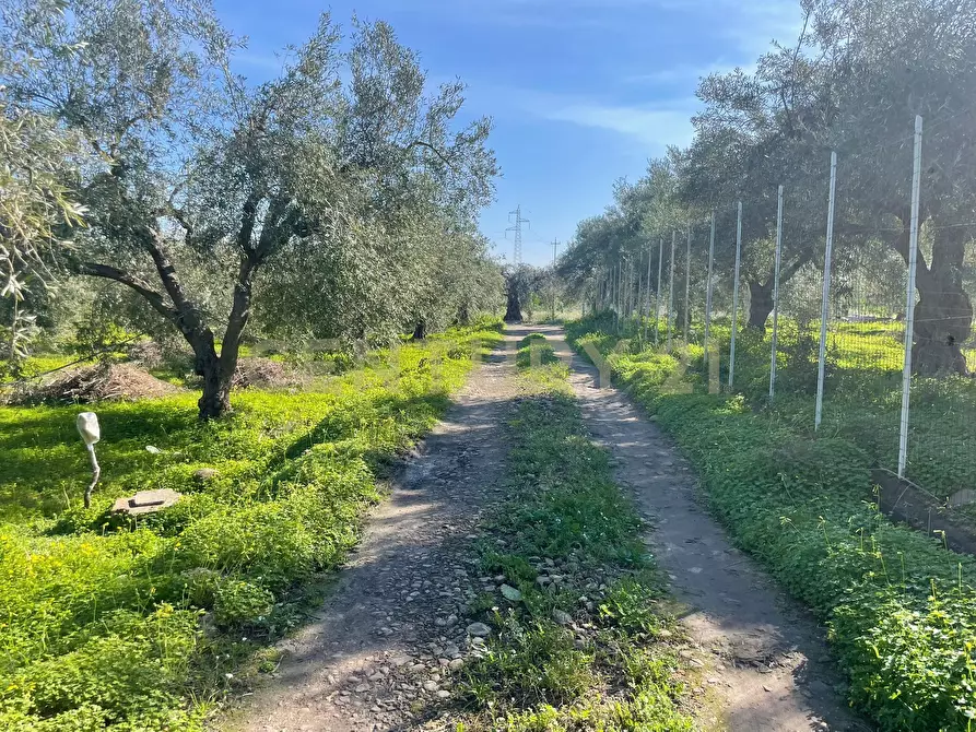 Immagine 14 di Terreno agricolo in vendita  in contrada agnelleria a Belpasso