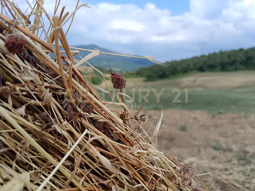 Immagine 15 di Terreno edificabile in vendita  in Località Podere Scarpetta 90 a Radicofani