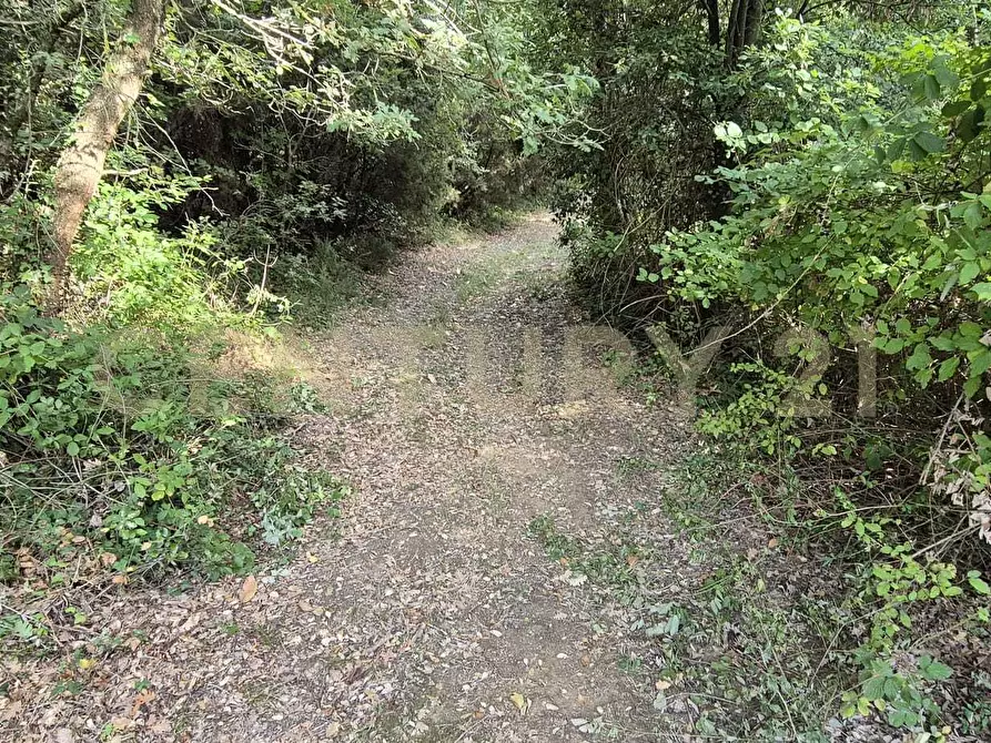 Immagine 4 di Rustico / casale in vendita  in località vignaccia a Civitella Paganico