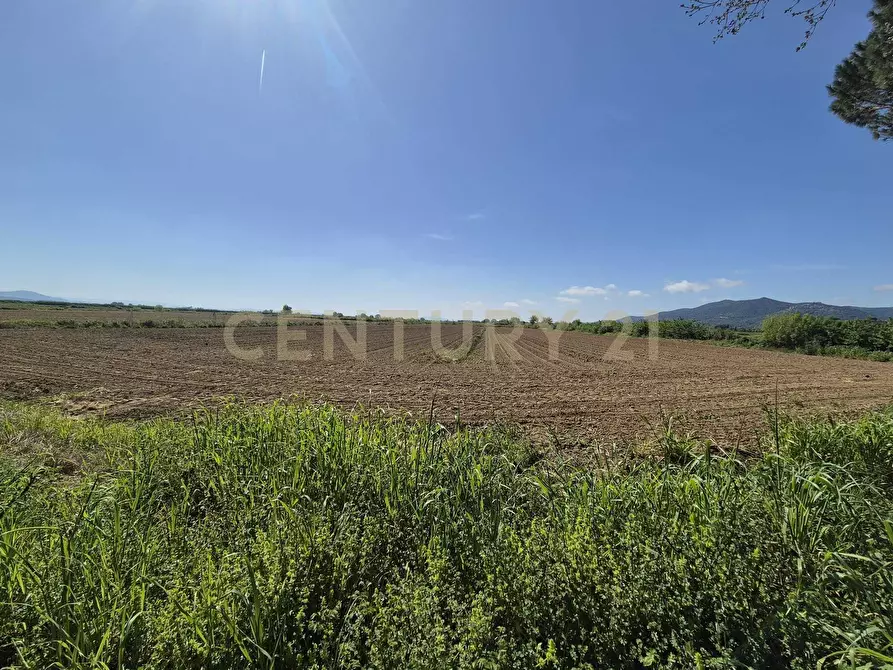 Immagine 4 di Terreno agricolo in vendita  in loc. Badia Vecchia a Castiglione Della Pescaia