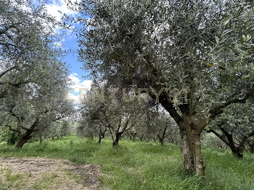 Immagine 22 di Rustico / casale in vendita  in Via Postuman a Mezzane Di Sotto