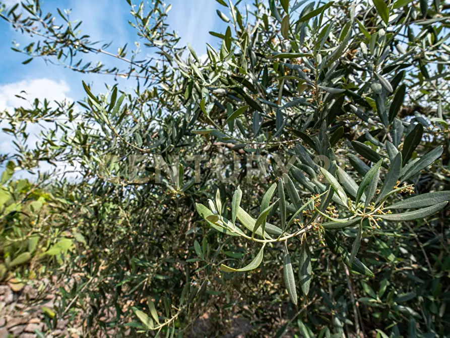 Immagine 2 di Terreno agricolo in vendita  in Via San Leo a Adrano