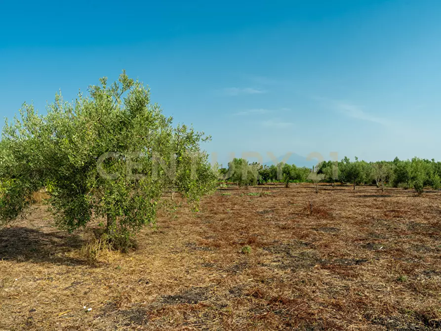 Immagine 4 di Terreno agricolo in vendita  in Strada Statale 194 a Carlentini
