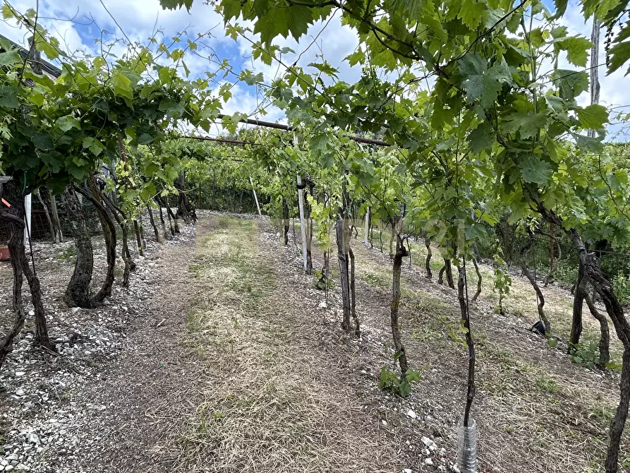Immagine 14 di Rustico / casale in vendita  in Via Postuman a Mezzane Di Sotto