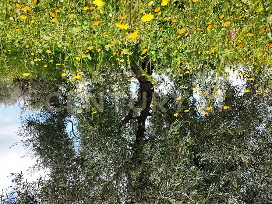 Immagine 6 di Terreno agricolo in vendita  in Contrada malvezzaro a Santa Maria Di Licodia