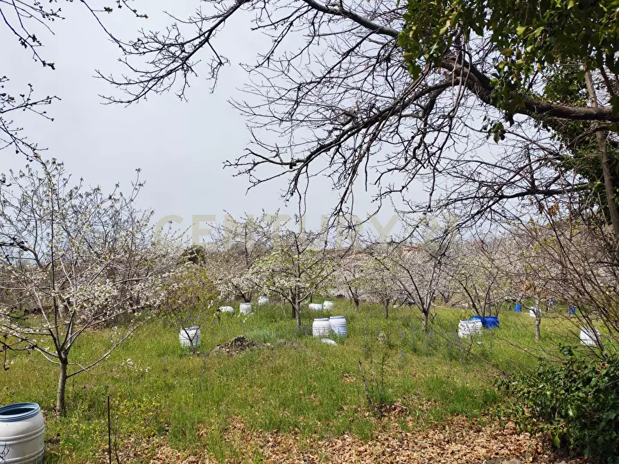 Immagine 24 di Terreno agricolo in vendita  in BIANCAVILLA a Catania