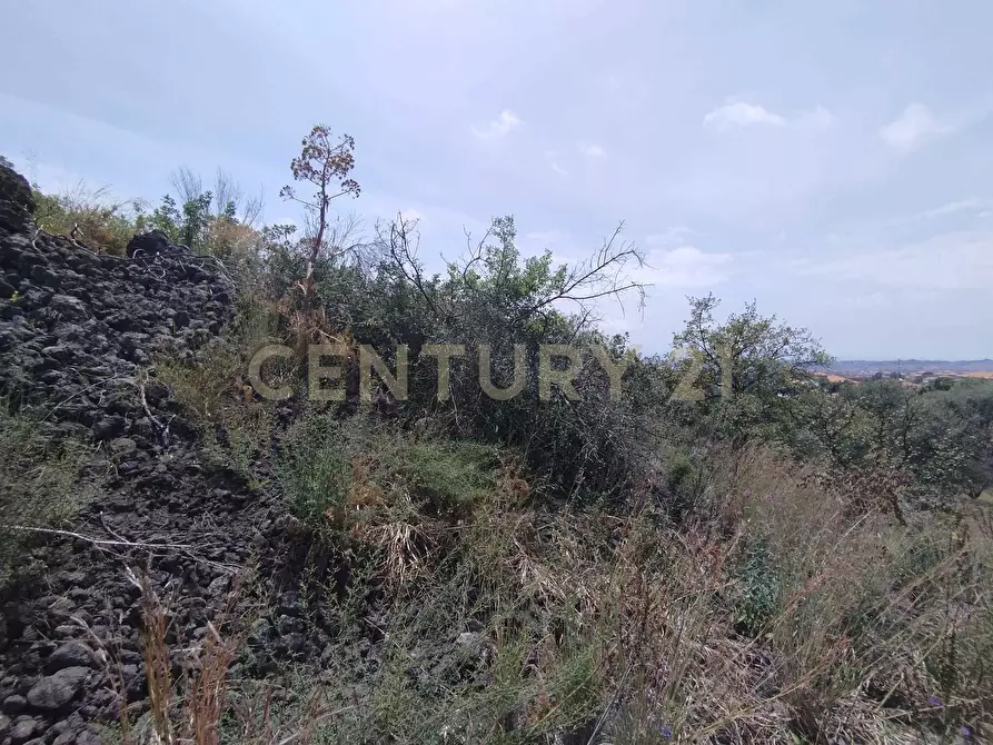 Immagine 5 di Terreno agricolo in vendita  in CONTRADA MANGIONE snc a Catania