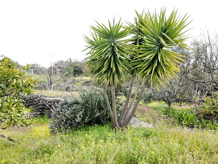 terreno agricolo in vendita a Santa Maria di Licodia