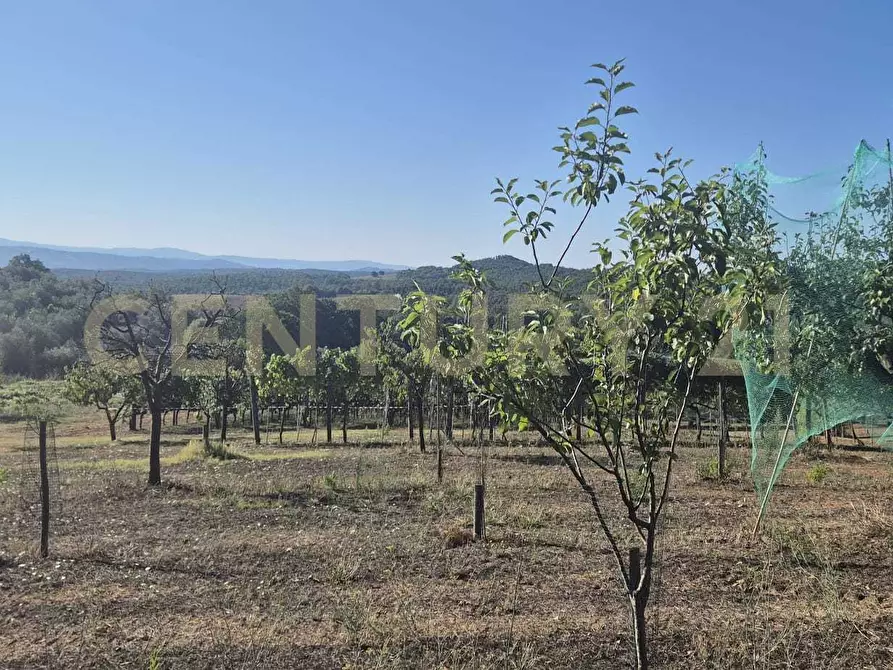 Immagine 43 di Azienda agricola in vendita  in località poggio al capraio snc a Roccastrada