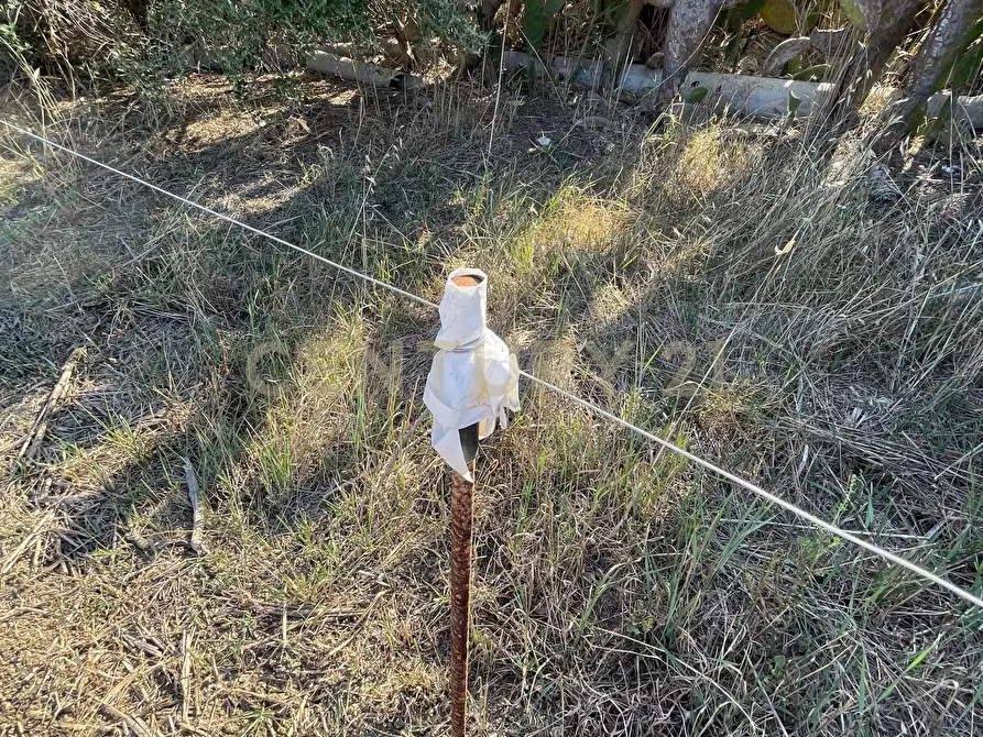 Immagine 9 di Terreno agricolo in vendita  in Strada Provinciale 104 snc a Lentini