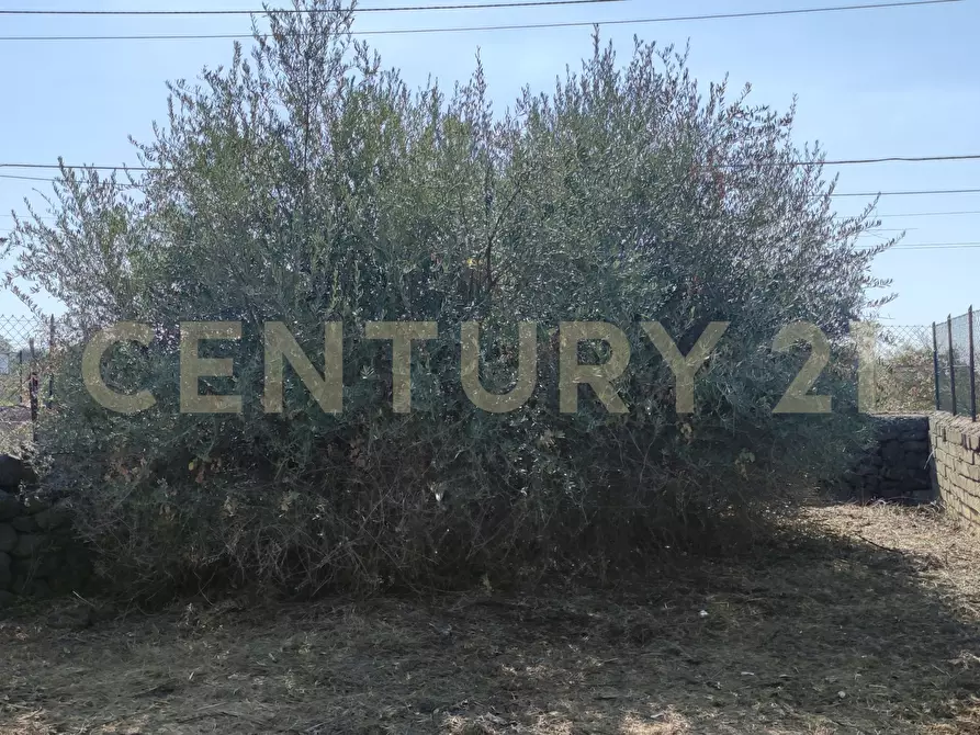 Immagine 15 di Terreno agricolo in vendita  in CONTRADA RACCOMANDATA a Misterbianco