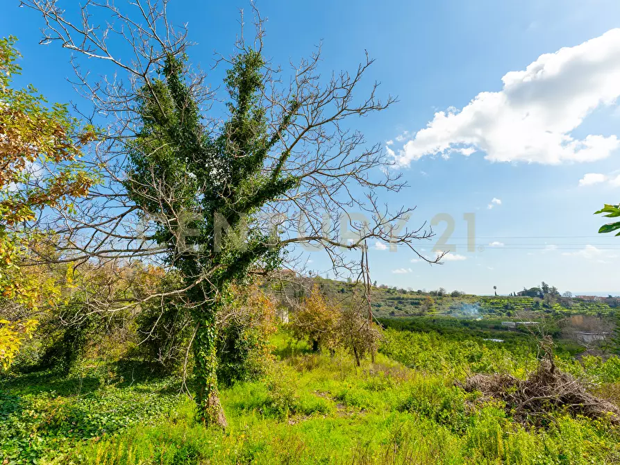 Immagine 22 di Terreno agricolo in vendita  in via giuseppe zinghirino 1 a Giarre