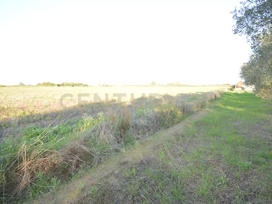 Immagine 28 di Terreno agricolo in vendita  in Strada del Querciolo 125 a Grosseto
