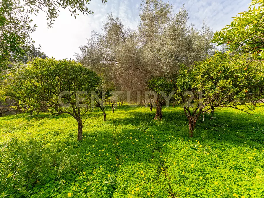 Immagine 16 di Terreno agricolo in vendita  in Contrada Vaccarizzo a Catania