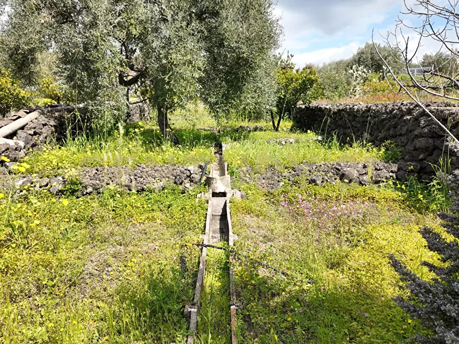 Immagine 9 di Terreno agricolo in vendita  in Contrada malvezzaro a Santa Maria Di Licodia