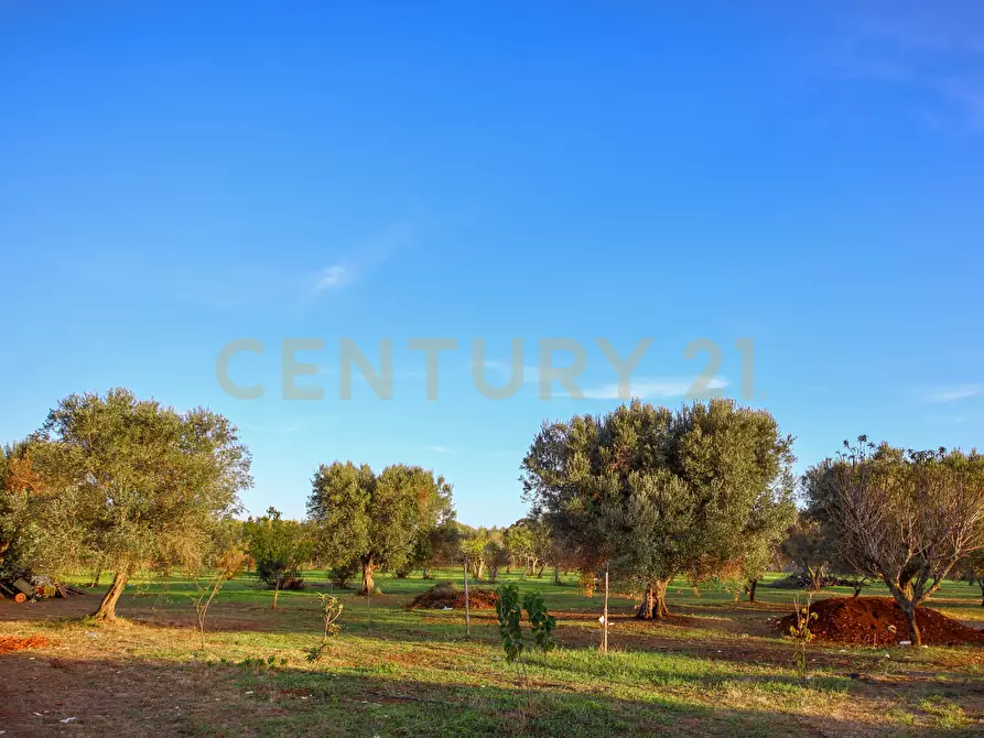 Immagine 26 di Villa in vendita  a Carovigno