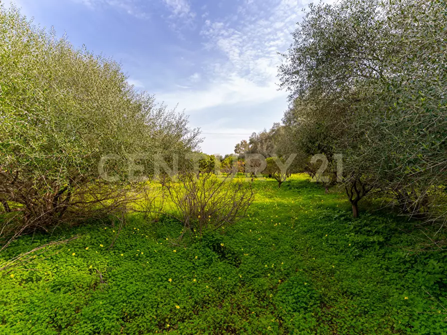 Immagine 13 di Terreno agricolo in vendita  in Contrada Vaccarizzo a Catania
